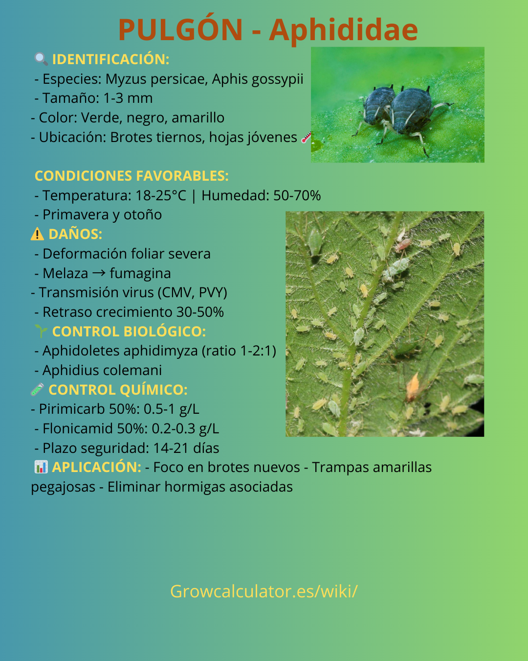 Plaga 4